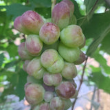 Premium Korean Violet King Grapes 바이올렛킹 포도 600g~700g