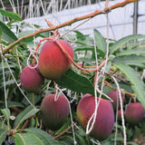 Jeju Apple Mango 제주 애플 망고 - approx. 3kg