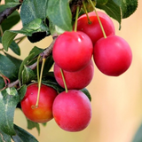 Deliver 11 July. EXCLUSIVE Korean Red Plums 노천매 (NoCheonMae) - 1kg/5kg/10kg