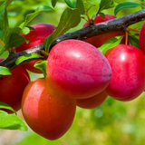 Deliver 11 July. EXCLUSIVE Korean Red Plums 노천매 (NoCheonMae) - 1kg/5kg/10kg