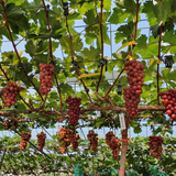 Premium Korean Red Claret Grapes 레드클라렛 Approx. 500~700g