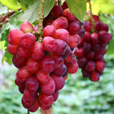Premium Korean My Heart Grapes 마이하트포도 600g~700g