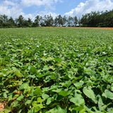 Premium Korean Honey Chestnut Sweet Potatoes 밤고구마 Approx. 1kg