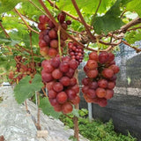 Premium Korean HongJoo Seedless 홍주씨들리스 3~4pc 2kg