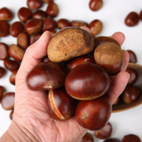 Deliver 7 Nov. (Pre-Order) Korean Fresh Chestnuts "Ok-Kwang-Bam" 옥광 밤 - approx. 1kg