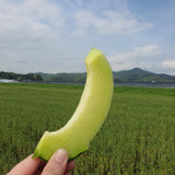 HamAn Musk Melon 함안 머스크 멜론 Approx. 2kg