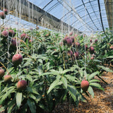 Jeju Apple Mango 제주 애플 망고 - approx. 3kg
