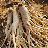 大 Fresh Ginseng Gift Set 신선인삼 7~10pc 750g