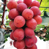 Premium Korean Red Claret Grapes 레드클라렛 Approx. 500~700g