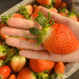 Premium Korean Kuemsil Strawberries 금실딸기 500g/punnet