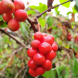 Deliver 11 July. EXCLUSIVE Korean Red Plums 노천매 (NoCheonMae) - 1kg/5kg/10kg