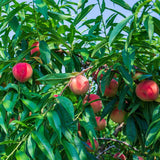 Premium Korean White Peach 백도복숭아 - approx. 1.5kg 5pc/Punnet