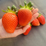 Premium Korean Kuemsil Strawberries 금실딸기 500g/punnet
