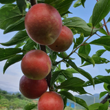 Deliver 11 July. EXCLUSIVE Korean Red Plums 노천매 (NoCheonMae) - 1kg/5kg/10kg