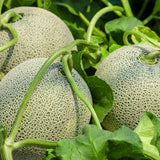 HamAn Musk Melon 함안 머스크 멜론 Approx. 2kg