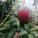 Jeju Apple Mango 제주 애플 망고 - approx. 3kg