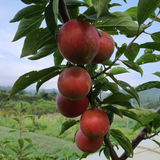 Deliver 11 July. EXCLUSIVE Korean Red Plums 노천매 (NoCheonMae) - 1kg/5kg/10kg
