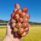 Premium Korean HongJoo Seedless 홍주씨들리스 3~4pc 2kg