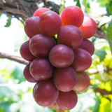Premium Korean Ruby Roman Grapes 루비로망 500~600g 1pc