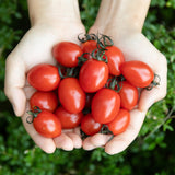 Deliver 31 Oct (Pre-Order) Premium Korean Honey Sweet Tomato Applemato 스테비아 토마토 1KG