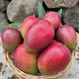 Jeju Apple Mango 제주 애플 망고 - approx. 3kg