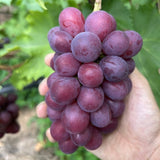 Premium Korean HongJoo Seedless 홍주씨들리스 3~4pc 2kg