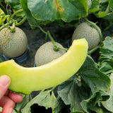 HamAn Musk Melon 함안 머스크 멜론 Approx. 2kg