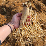 大 Fresh Ginseng Gift Set 신선인삼 7~10pc 750g