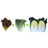 Korean Anthorich Kimchi 안토리치 김치 1kg