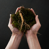 Wild Simulated Ginseng  장만순 산삼가 공진보 10 Pills