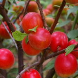 Deliver 11 July. EXCLUSIVE Korean Red Plums 노천매 (NoCheonMae) - 1kg/5kg/10kg