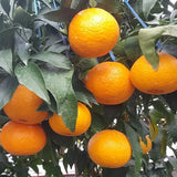 EXCLUSIVE Premium Jeju Tangerine Dalcomi Gift Set 달콤이 2kg