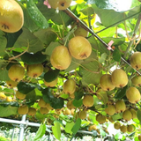 EXCLUSIVE Premium Jeju Golden Kiwi Gamhwang 제주 감황키위 900g/punnet 6~7pc