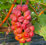 Premium Korean My Heart Grapes 마이하트포도 600g~700g