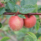 Deliver 11 July. EXCLUSIVE Korean Red Plums 노천매 (NoCheonMae) - 1kg/5kg/10kg