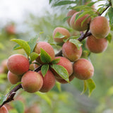 Deliver 11 July. EXCLUSIVE Korean Red Plums 노천매 (NoCheonMae) - 1kg/5kg/10kg