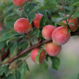Deliver 11 July. EXCLUSIVE Korean Red Plums 노천매 (NoCheonMae) - 1kg/5kg/10kg