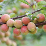 Deliver 11 July. EXCLUSIVE Korean Red Plums 노천매 (NoCheonMae) - 1kg/5kg/10kg