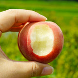 Deliver 24 July. Premium Korean White Peach 백도 복숭아 1.2kg 4pcs