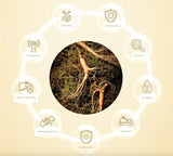 Deliver 20 Mar. Jigiwon Cheonhyebo Korean Wild-Simulated Ginseng Whole-Plant Extract (10ml x 30 sachet)