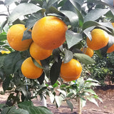EXCLUSIVE Premium Jeju Tangerine Woorihyang Gift Set 우리향 3kg