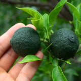 Premium Korean Green Yuja 청유자 1kg/3kg/5kg