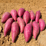 Premium Korean Honey Chestnut Sweet Potatoes 밤고구마 Approx. 1kg