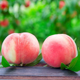 Premium Korean White Peach 백도복숭아 - approx. 1.5kg 5pc/Punnet