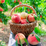 Premium Korean White Peach 백도복숭아 - approx. 1.5kg 5pc/Punnet