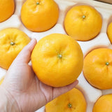Jeju Winter Prince Mandarins  윈터프린스 3kg