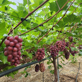 Premium Korean HongJoo Seedless 홍주씨들리스 3~4pc 2kg