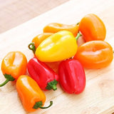 Pesticide-Free Mini Paprika 무농약 미니 파프리카 - 200g
