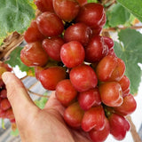 Premium Korean My Heart Grapes 마이하트포도 600g~700g