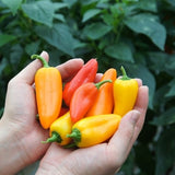 Pesticide-Free Mini Paprika 무농약 미니 파프리카 - 200g